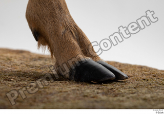 Deer Doe 2 hoof leg 0009.jpg